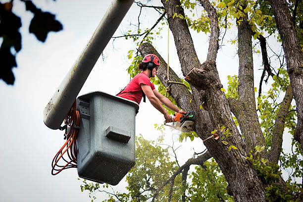  Rocklin, CA Tree Removal and Landscaping Services Pros